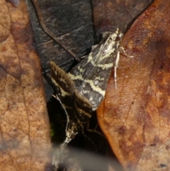 Scoparia spelaea (a Crambid moth) at Mongarlowe River - 9 Feb 2023 by arjay