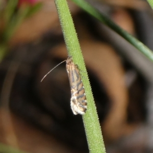 Glyphipterix (genus) at Charleys Forest, NSW - 9 Feb 2023