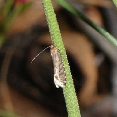 Glyphipterix perimetalla (Five-bar Sedge-moth) at Charleys Forest, NSW by arjay