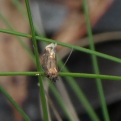 Glyphipterix (genus) at Charleys Forest, NSW - suppressed