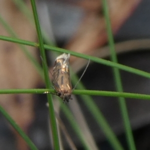 Glyphipterix (genus) at Charleys Forest, NSW - suppressed