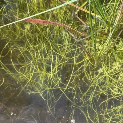 Lilaeopsis polyantha (Lilaeopsis) at Namadgi National Park - 28 Jan 2023 by JaneR