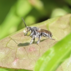 Megachile (Eutricharaea) sp. (genus & subgenus) (Leaf-cutter Bee) at Woonona, NSW - 1 Feb 2023 by LeighRoswen