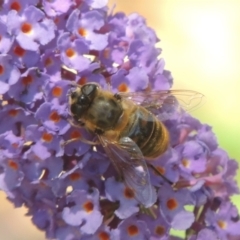 Eristalis tenax (Drone fly) at Conder, ACT - 24 Dec 2022 by michaelb