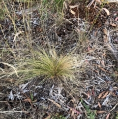 Nassella trichotoma (Serrated Tussock) at Watson, ACT - 9 Feb 2023 by waltraud