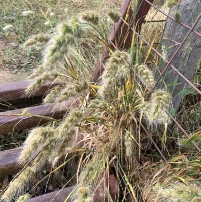 Cynosurus echinatus (Rough Dog's Tail Grass) at Corrowong, NSW - 4 Jan 2023 by BlackFlat