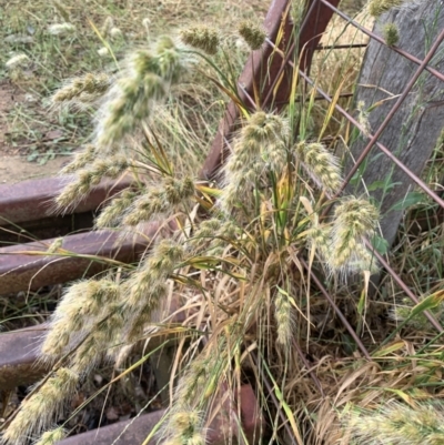 Cynosurus echinatus (Rough Dog's Tail Grass) at Corrowong, NSW - 3 Jan 2023 by BlackFlat