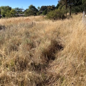 Acridotheres tristis at Watson, ACT - 6 Feb 2023