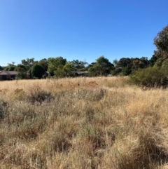 Acridotheres tristis at Watson, ACT - 6 Feb 2023