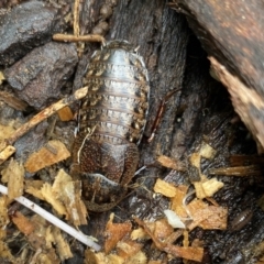 Molytria perplexa (Bark Cockroach) at Burradoo, NSW - 27 Jan 2023 by GlossyGal