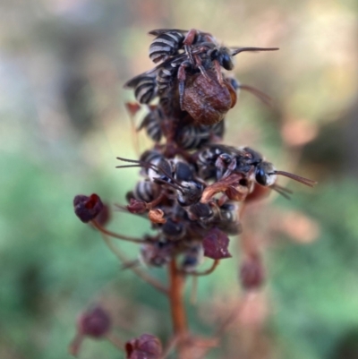 Lipotriches (Austronomia) phanerura (Halictid Bee) at Hackett, ACT - 9 Feb 2023 by waltraud