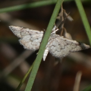 Metasia (genus) at Charleys Forest, NSW - 9 Feb 2023