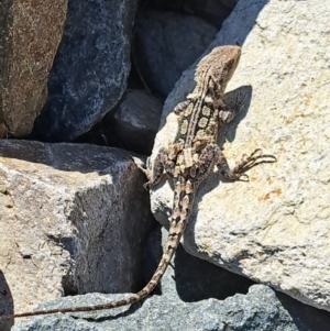 Amphibolurus muricatus at Tennent, ACT - 10 Feb 2023 09:50 AM