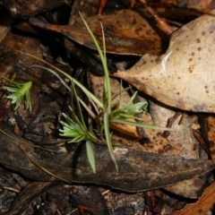 Poaceae (family) (Unidentified Grass) at Charleys Forest, NSW - 9 Feb 2023 by arjay