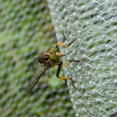 Ommatius coeraebus (a robber fly) at Charleys Forest, NSW - 8 Feb 2023 by arjay