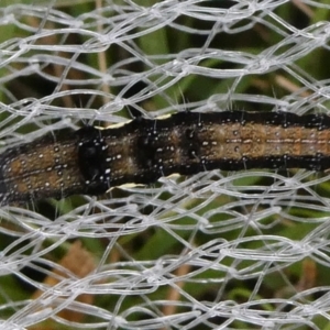 Lepidoptera unclassified IMMATURE moth at Charleys Forest, NSW - 8 Feb 2023