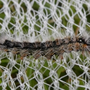 Lepidoptera unclassified IMMATURE moth at Charleys Forest, NSW - 8 Feb 2023