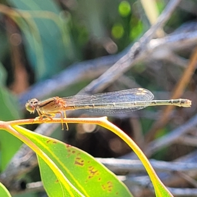 Xanthagrion erythroneurum (Red & Blue Damsel) at Dunlop Grasslands - 10 Feb 2023 by trevorpreston