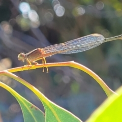 Xanthagrion erythroneurum at Dunlop, ACT - 10 Feb 2023