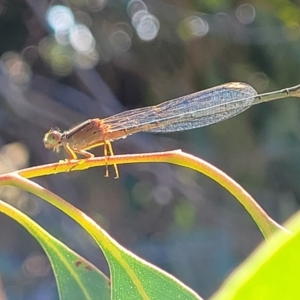 Xanthagrion erythroneurum at Dunlop, ACT - 10 Feb 2023