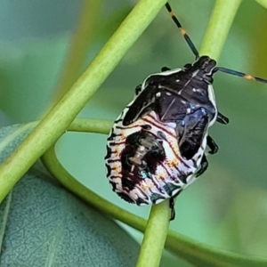 Oechalia schellenbergii at Dunlop, ACT - 10 Feb 2023