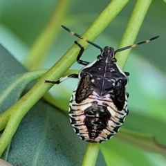 Oechalia schellenbergii at Dunlop, ACT - 10 Feb 2023