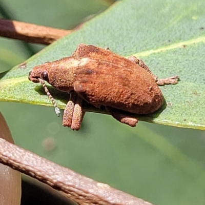 Gonipterus scutellatus (Eucalyptus snout beetle, gum tree weevil) at Dunlop Grasslands - 10 Feb 2023 by trevorpreston