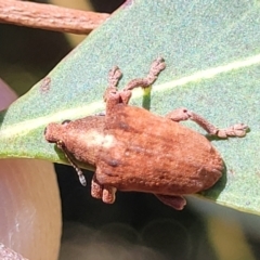 Gonipterus scutellatus at Dunlop, ACT - 10 Feb 2023