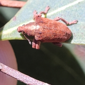 Gonipterus scutellatus at Dunlop, ACT - 10 Feb 2023