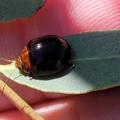 Paropsisterna sp. (genus) (A leaf beetle) at Dunlop Grasslands - 10 Feb 2023 by trevorpreston