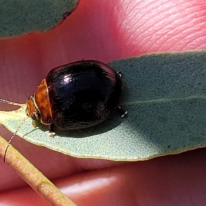 Paropsisterna sp. (genus) at Dunlop, ACT - 10 Feb 2023