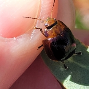 Paropsisterna sp. (genus) at Dunlop, ACT - 10 Feb 2023