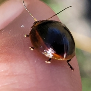 Paropsisterna sp. (genus) at Dunlop, ACT - 10 Feb 2023