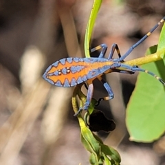 Amorbus alternatus (Eucalyptus Tip Bug) at Dunlop Grasslands - 10 Feb 2023 by trevorpreston