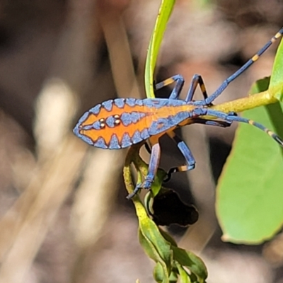 Amorbus alternatus (Eucalyptus Tip Bug) at Dunlop Grasslands - 10 Feb 2023 by trevorpreston