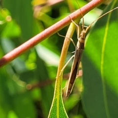 Mutusca brevicornis at Dunlop, ACT - 10 Feb 2023