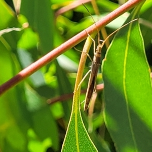 Mutusca brevicornis at Dunlop, ACT - 10 Feb 2023