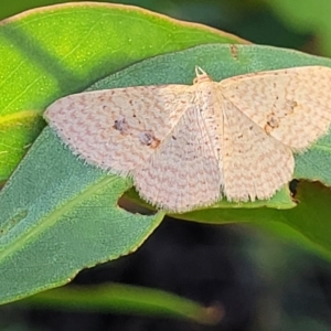 Epicyme rubropunctaria at Dunlop, ACT - 10 Feb 2023