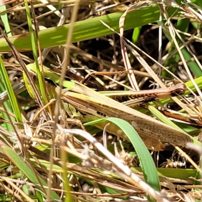 Caledia captiva (grasshopper) at Dunlop, ACT - 10 Feb 2023 by trevorpreston