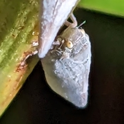 Anzora unicolor (Grey Planthopper) at Watson, ACT - 9 Feb 2023 by abread111