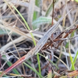 Acrida conica at Dunlop, ACT - 10 Feb 2023 03:47 PM
