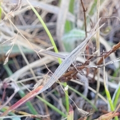 Acrida conica at Dunlop, ACT - 10 Feb 2023 03:47 PM