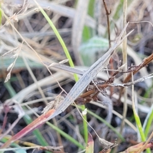 Acrida conica at Dunlop, ACT - 10 Feb 2023 03:47 PM