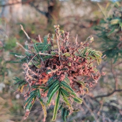 Acacia mearnsii (Black Wattle) at Wanniassa Hill - 9 Feb 2023 by KumikoCallaway