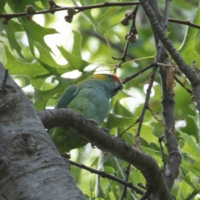 Parvipsitta porphyrocephala (Purple-crowned Lorikeet) at Barton, ACT - 10 Feb 2023 by rawshorty