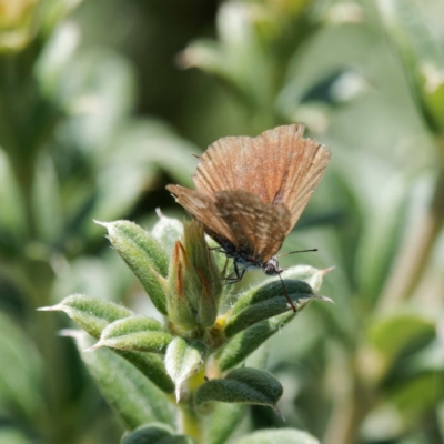 Theclinesthes serpentata (Saltbush Blue) at Namadgi National Park - 17 Jan 2023 by DPRees125