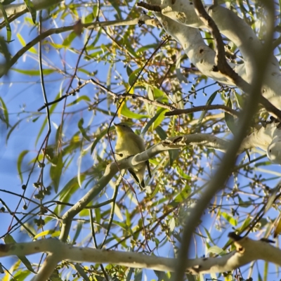 Smicrornis brevirostris (Weebill) at Higgins, ACT - 9 Feb 2023 by MichaelWenke