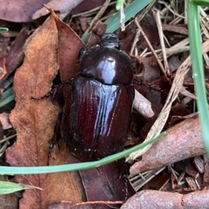 Adoryphorus coulonii at Higgins, ACT - 10 Feb 2023