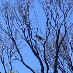 Dacelo novaeguineae (Laughing Kookaburra) at Tathra, NSW - 10 Feb 2023 by jks