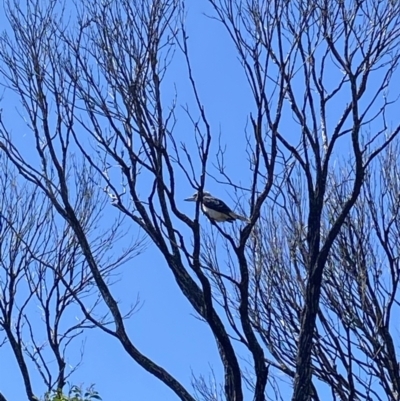 Dacelo novaeguineae (Laughing Kookaburra) at Tathra, NSW - 10 Feb 2023 by jks